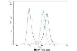 Flow cytometry testing of human HeLa cells with CASP8 antibody at 1ug/10^6 cells (cells blocked with goat sera) (Caspase 8 抗体  (AA 410-449))