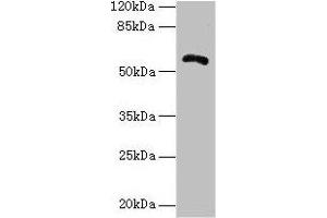 Western blot All lanes: ZBTB18 antibody at 14 μg/mL + Hela whole cell lysate Secondary Goat polyclonal to rabbit IgG at 1/10000 dilution Predicted band size: 59, 60 kDa Observed band size: 59 kDa (ZNF238 抗体  (AA 62-364))
