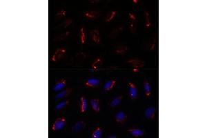 Immunofluorescence (IF) image for anti-Mitochondrial Ribosomal Protein S7 (MRPS7) (AA 110-190) antibody (ABIN7268588)