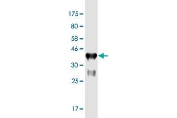 FBXO43 antibody  (AA 1-110)