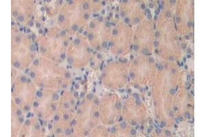IHC-P analysis of Mouse Kidney Tissue, with DAB staining. (LAMa4 抗体  (AA 457-630))