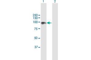 Western Blot analysis of CDH13 expression in transfected 293T cell line by CDH13 MaxPab polyclonal antibody. (Cadherin 13 抗体  (AA 1-713))
