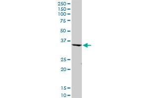 PEX19 MaxPab polyclonal antibody. (PEX19 抗体  (AA 1-299))