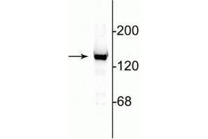 Western blot of 10 µg of rat cerebellar lysate showing specific immunolabeling of the ~140 kDa NR2C subunit of the NMDA receptor. (GRIN2C 抗体  (N-Term))
