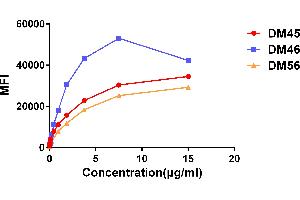 Affinity ranking of different Rabbit anti-CD138 mAb clones by titration of different concentration onto H929 cells. (Recombinant Syndecan 1 抗体  (AA 23-254))