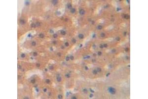 IHC-P analysis of Mouse Tissue, with DAB staining. (HSP27 抗体  (AA 1-209))