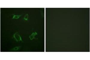 Immunofluorescence analysis of HepG2 cells, using PLD1 (Phospho-Ser561) Antibody. (PLD1 抗体  (pSer561))