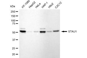 Western blotting analysis using STAU1 antibody (ABIN7800434). (Recombinant STAU1/Staufen 抗体)