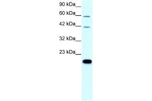 Claudin 23 antibody used at 0. (Claudin 23 抗体  (C-Term))