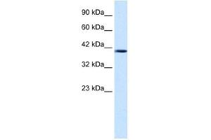 Nucleobindin 2 antibody used at 1. (NUCB2 抗体  (Middle Region))