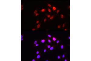 Immunofluorescence analysis of U2OS cells using HOPX Rabbit pAb (ABIN7267782) at dilution of 1:50 (40x lens). (HOPX 抗体  (AA 1-73))