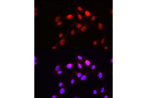 Immunofluorescence analysis of U2OS cells using HOPX Rabbit pAb (ABIN7267782) at dilution of 1:50 (40x lens). (HOPX 抗体  (AA 1-73))