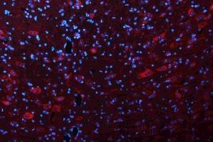 IF analysis of GLS using anti-GLS antibody (ABIN7601603).