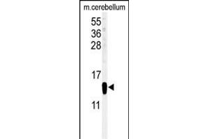 Western blot analysis of FABP7 Antibody (C-term) (ABIN651218 and ABIN2840137) in mouse cerebellum tissue lysates (35 μg/lane). (FABP7 抗体  (C-Term))