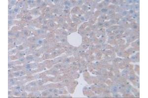 IHC-P analysis of Mouse Liver Tissue, with DAB staining. (GAMT 抗体  (AA 2-236))