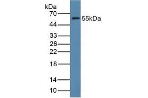 Western blot analysis of Rat Liver Tissue. (FDFT1 抗体  (AA 269-417))