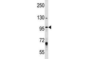 MCM8 antibody western blot analysis in T47D lysate. (MCM8 抗体  (AA 322-350))