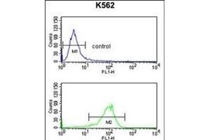 ATP1B2 Antibody (Center) (ABIN653219 and ABIN2842755) flow cytometry analysis of K562 cells (bottom histogram) compared to a negative control cell (top histogram). (ATP1B2 抗体  (AA 115-141))