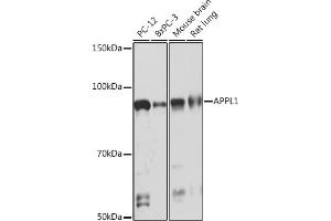 Western blot analysis of extracts of various cell lines, using  Rabbit mAb (ABIN7265443) at 1:1000 dilution. (APPL1 抗体)