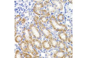 Immunohistochemistry of paraffin-embedded rat kidney using HMGCL antibody (ABIN5975709) at dilution of 1/100 (40x lens). (HMGCL 抗体)