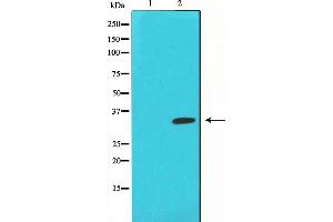 Western blot analysis of c-Jun phosphorylation expression in UV treated NIH-3T3 whole cell lysates,The lane on the left is treated with the antigen-specific peptide. (C-JUN 抗体  (pSer63))