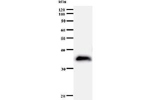 Western Blotting (WB) image for anti-BUD31 Homolog (BUD31) antibody (ABIN930970) (BUD31 抗体)