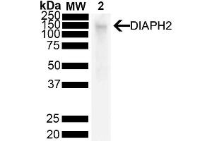 Western Blot analysis of Mouse liver showing detection of 125 kda DIAPH2 protein using Mouse Anti-DIAPH2 Monoclonal Antibody, Clone V78 P3C10-D3 (ABIN6932857). (DIAPH2 抗体  (PerCP))