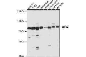 Western blot analysis of extracts of various cells, using SPIRE2 antibody (ABIN7270538) at 1:1000 dilution.