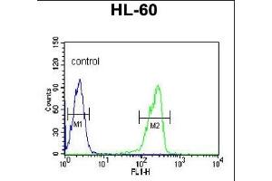 LRG1 Antibody (N-term) (ABIN652229 and ABIN2840955) flow cytometric analysis of HL-60 cells (right histogram) compared to a negative control cell (left histogram). (LRG1 抗体  (N-Term))