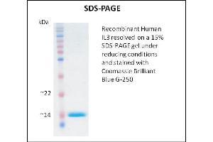 SDS-PAGE (SDS) image for Interleukin 3 (IL-3) (Active) protein (ABIN5509348) (IL-3 蛋白)