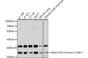 Western blot analysis of extracts of various cell lines, using Mast Cell Chymase (Mast Cell Chymase (CM)) antibody (ABIN6129269, ABIN6138762, ABIN6138763 and ABIN6221317) at 1:3000 dilution. (CMA1 抗体  (AA 81-247))