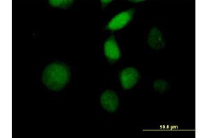 Immunofluorescence of purified MaxPab antibody to MORF4 on HeLa cell. (MORF4 抗体  (AA 1-235))