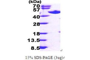 SDS-PAGE (SDS) image for Adenosylhomocysteinase (AHCY) (AA 1-432) protein (His tag) (ABIN667029) (AHCY Protein (AA 1-432) (His tag))