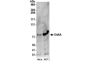 Western Blotting (WB) image for anti-CoaA (AA 150-200) antibody (ABIN7449380) (CoaA (AA 150-200) 抗体)