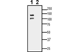 1. (Cadherin 13 抗体  (Extracellular, N-Term))