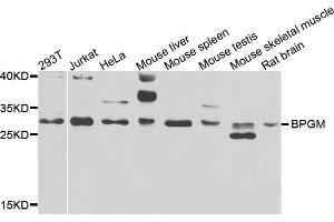Western blot analysis of extracts of various cell lines, using BPGM antibody (ABIN5975215) at 1/1000 dilution. (BPGM 抗体)