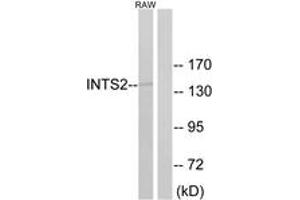 Western blot analysis of extracts from RAW264. (INTS2 抗体  (AA 201-250))
