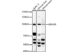 Western blot analysis of extracts of various cell lines, using  antibody (ABIN6131155, ABIN6136539, ABIN6136540 and ABIN6221035) at 1:1000 dilution. (ADAM9 抗体  (AA 475-685))