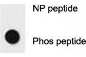 Dot Blot (DB) image for anti-Receptor tyrosine-protein kinase erbB-2 (ErbB2/Her2) (pTyr1196) antibody (ABIN3029493)