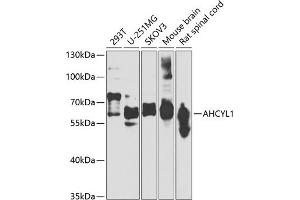 Western blot analysis of extracts of various cell lines, using  antibody (ABIN6129886, ABIN6136667, ABIN6136668 and ABIN6223725) at 1:1000 dilution. (AHCYL1 抗体  (AA 31-260))