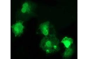 Anti-DNAJB1 mouse monoclonal antibody (ABIN2454093) immunofluorescent staining of COS7 cells transiently transfected by pCMV6-ENTRY DNAJB1 (RC201762). (DNAJB1 抗体)