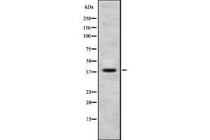 Western blot analysis NUDC using MCF7 whole cell lysates (NUDC 抗体  (C-Term))
