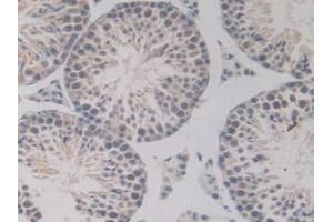 Detection of BMP15 in Mouse Testis Tissue using Polyclonal Antibody to Bone Morphogenetic Protein 15 (BMP15) (BMP15 抗体  (AA 274-390))