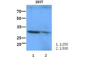 The lysate of 293T (60ug) were resolved by SDS-PAGE, transferred to PVDF membrane and probed with anti-human ITLN1 antibody(1:250-1:500).