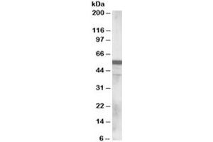 Western blot testing of human lung lysate with RNF8 antibody at 0. (RNF8 抗体)