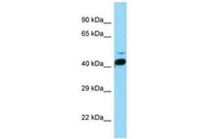 Image no. 1 for anti-RAR-Related Orphan Receptor B (RORB) (AA 86-135) antibody (ABIN6748143) (RORB 抗体  (AA 86-135))
