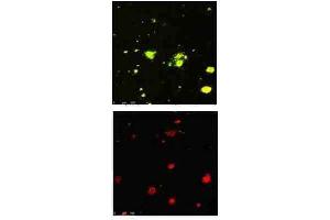 Immunofluorescence (IF) image for anti-Amyloid beta (A4) Precursor Protein (APP) (N-Term) antibody (ABIN1607881)