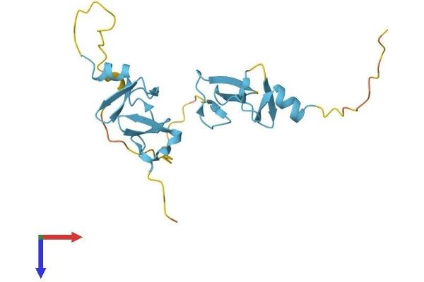 CSRP2 Protein (AA 1-193) (His tag)