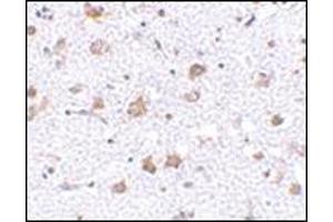 Immunohistochemistry of MANF in human brain tissue with this product at 2. (MANF 抗体  (C-Term))