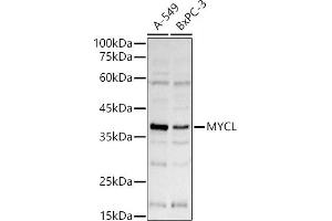 Western blot analysis of extracts of various cell lines, using MYCL antibody (ABIN7269669) at 1:1000 dilution. (LMYC 抗体  (AA 40-180))